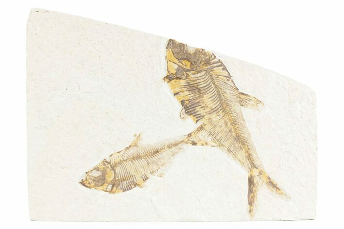 Plate of Two Fossil Fish (Diplomystus) - Wyoming #361109